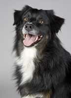 dogs, pets, longer life after heart attack or stroke