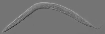 C. elegans worm - Wikipedia image