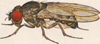 Drosophilia- Wikipedia image