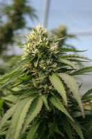 cannabis marijuana weed pot