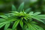 marijuana-cannabis-pot-weed