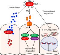 Three identified strategies of MYC inhibition caused by virulent E. coli bacteria. Copyright (c) Nature Publishing Group (1).png