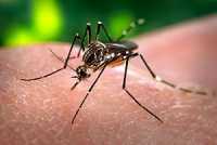 mosquito-Aedes aegypti-feeding-human.jpg