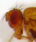 fruit fly drosophila wikipedia image