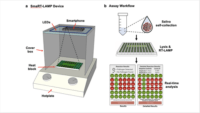 Device and Workflow Caption: (a) LEDs are affixed to the inside top of a cardboard box that covers a heat block on a hotplate; and the smartphone camera is directed towards the samples. (b) Workflow: The smaRT-LAMP reaction mix is loaded onto a heat block, which initiates amplification. The smartphone app displays the results as “Pathogen Detected” red circle; or “No Pathogen Found” - green circle. Image Credit: Courtesy Photo