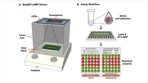 Device and Workflow Caption: (a) LEDs are affixed to the inside top of a cardboard box that covers a heat block on a hotplate; and the smartphone camera is directed towards the samples. (b) Workflow: The smaRT-LAMP reaction mix is loaded onto a heat block, which initiates amplification. The smartphone app displays the results as “Pathogen Detected” red circle; or “No Pathogen Found” - green circle. Image Credit: Courtesy Photo
