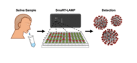 Saliva samples are collected and the custom-built app uses a smartphone’s camera to measure a chemical reaction and determines an accurate diagnosis in 25 minutes Image Credit: Courtesy Photo