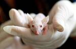 laboratory-rats-medical-research