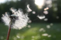pollen-asthma-allergies
