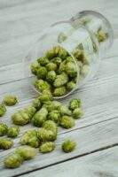 beer-hops
