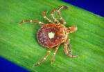 Lone Star Tick Nymph, Alpha Gal Allergy, Meat allergy