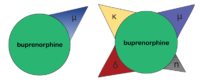 buprenorphine-opioid-modulator.png