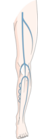 deep-vein-system-veins