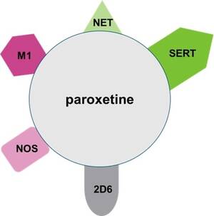 paroxitine-cavanah-study