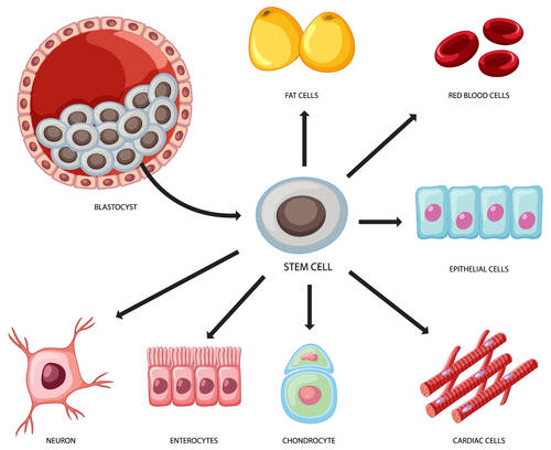 stem-cell-free-pix