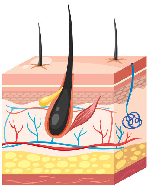 folliculitis-hair-follicle