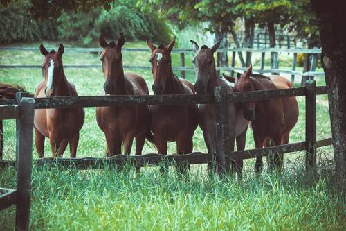 horses and viral infection