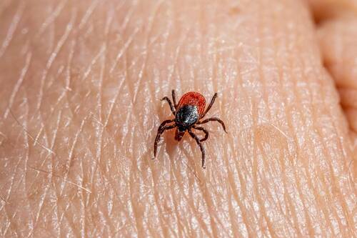 tick lyme disease