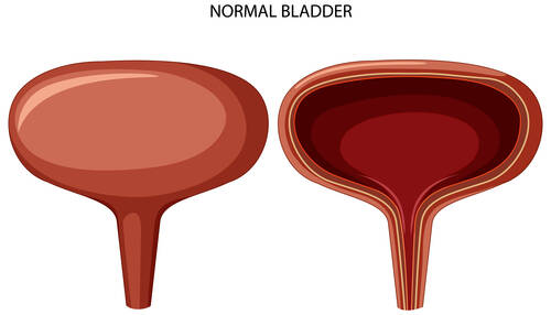 urine-bladder