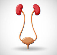 bladder-kidneys-ureters