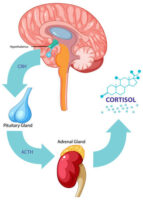 cortisol-endocrine-system