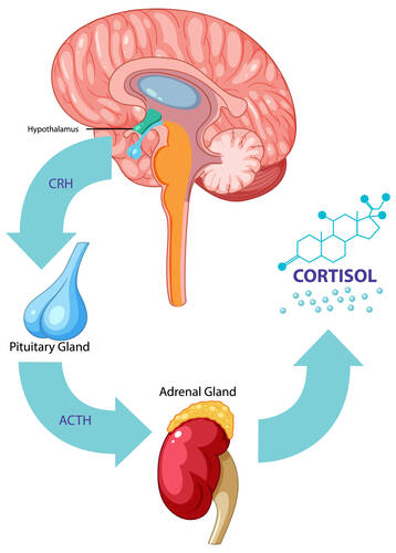 cortisol-endocrine-system