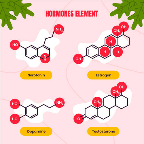 MedicalResearch.com | Hormonal Homeostasis and Its Impact on Human Health