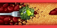 fiber-antioxidants