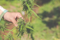 potential-benefits-cannabis.png