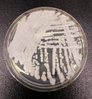 candida auris