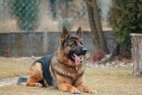 disposing-pet-waste