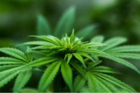 medical-cannabis-for-pain