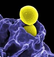 mrsa-cdc-image