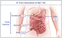 Gi-Tract-Absorption-of-Magnesium.png