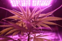technologies-growing-medical-marijuana