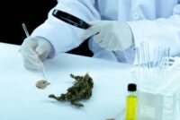 cannabinoids and ehc