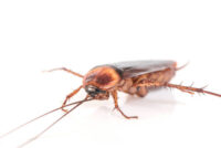 freepx-cockroach-asthma-pest-allergies