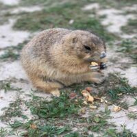groundhog-teeth.jpg