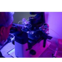 Mammalian Protein Expression Services