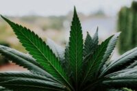 cannabis-use-disorder-and-mental-health.jpg