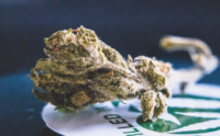 Cannabinoids in Modern Autoflowering Varieties