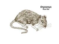 Rice RatCDC Image