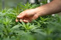 Understanding-Cannabis-Types-and-Their-Differences