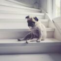hip-dysplasia-in-dogs-pexels