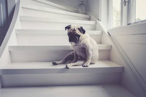 hip-dysplasia-in-dogs-pexels