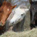 horses-hay-vitaminE