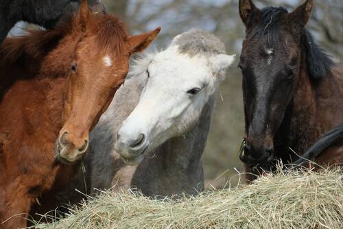 horses-hay-vitaminE