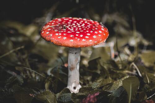 psychedelics-choosing-right-provider-pexels.jpg