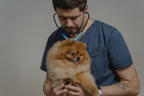 choosing-vet-in-austin