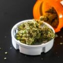 evolving-cannabis-oversight-pexels